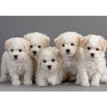 Lais Puzzle - Bichon Frise - 100, 200, 500 & 1.000 Teile