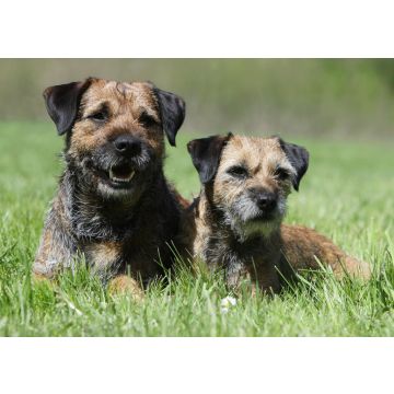 Lais Puzzle - Border Terrier - 100, 200, 500 & 1.000 Teile