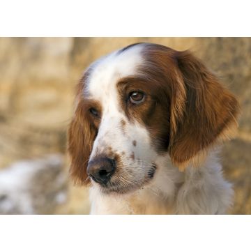 Lais Puzzle - Irish red and white Setter - 100, 200, 500 & 1.000 Teile