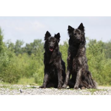 Lais Puzzle - Hollandse Herdershond - 100, 200, 500 & 1.000 Teile