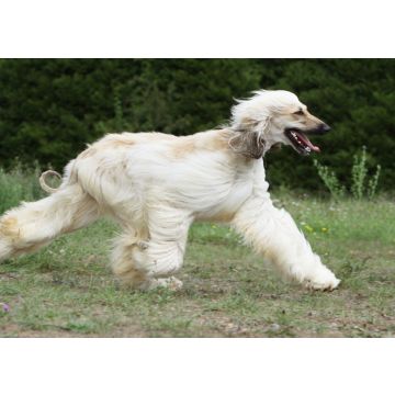 Lais Puzzle - Afghanischer Windhund - 100, 200, 500 & 1.000 Teile