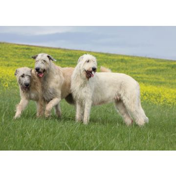 Lais Puzzle - Irish Wolfhound - 100, 200, 500 & 1.000 Teile