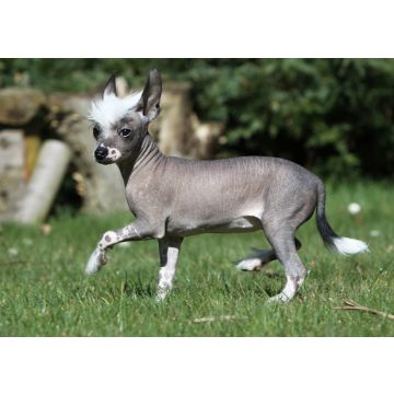 Lais Puzzle - Chinesischer Schopfhund haarlos - 100, 200, 500 & 1.000 Teile