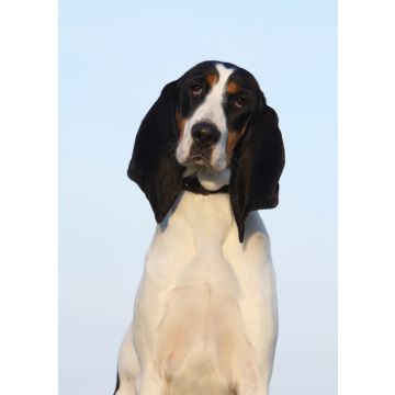 Lais Puzzle - Berner Laufhund - 100, 200, 500 & 1.000 Teile