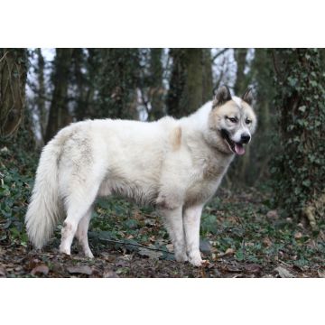 Lais Puzzle - Grönlandhund - 100, 200, 500 & 1.000 Teile