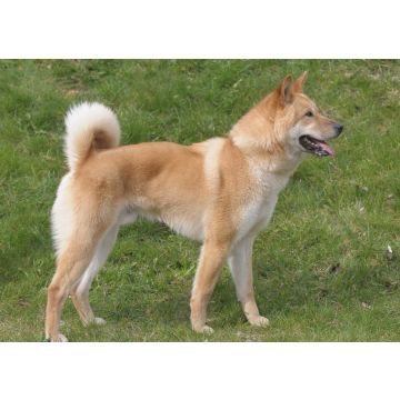 Lais Puzzle - Korea Jindo Dog - 100, 200, 500 & 1.000 Teile