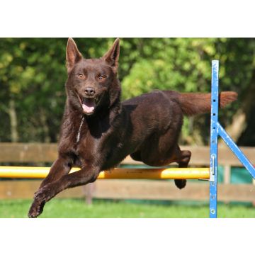 Lais Puzzle - Australian Kelpie - 100, 200, 500 & 1.000 Teile