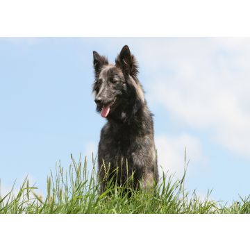 Lais Puzzle - Hollandse Herdershond - 100, 200, 500 & 1.000 Teile