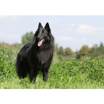 Lais Puzzle - Groenendael - 100, 200, 500 & 1.000 Teile