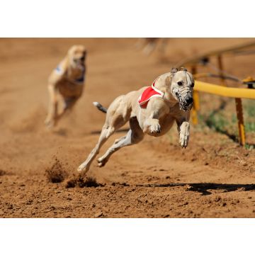 Lais Puzzle - Greyhounds - 100, 200, 500 & 1.000 Teile
