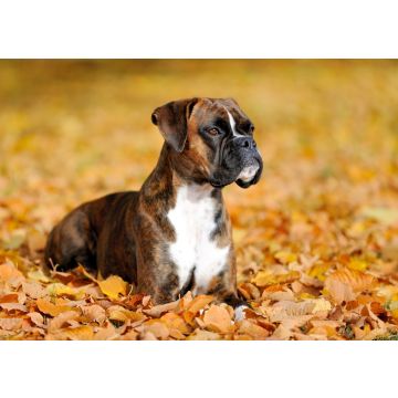 Lais Puzzle - Boxer - 100, 200, 500 & 1.000 Teile