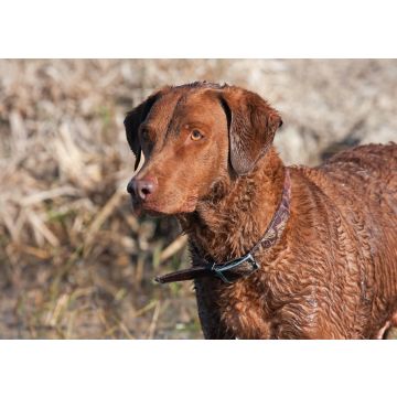 Lais Puzzle - Chesapeake Bay Retriever - 100, 200, 500 & 1.000 Teile