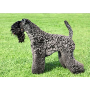 Lais Puzzle - Kerry Blue Terrier - 100, 200, 500 & 1.000 Teile