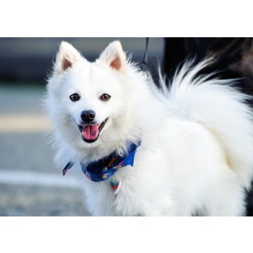 Lais Puzzle - Japan Spitz - 100, 200, 500 & 1.000 Teile