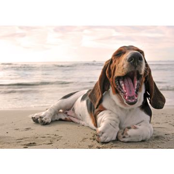 Lais Puzzle - Basset - 100, 200, 500 & 1.000 Teile