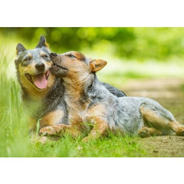 Lais Puzzle - Australian Cattle Dog - 100, 200, 500 & 1.000 Teile