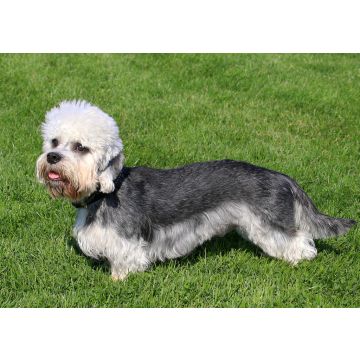 Lais Puzzle - Dandie Dinmont Terrier - 100, 200, 500 & 1.000 Teile