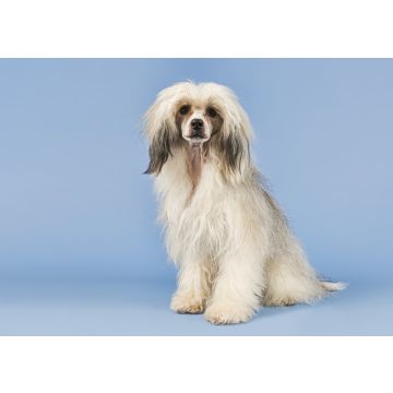 Lais Puzzle - Chinesischer Schopfhund haarig - 100, 200, 500 & 1.000 Teile