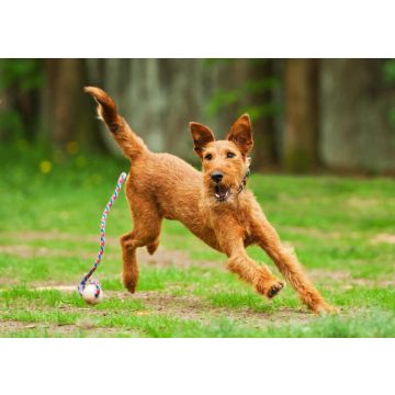 Lais Puzzle - Irish Terrier - 100, 200, 500 & 1.000 Teile