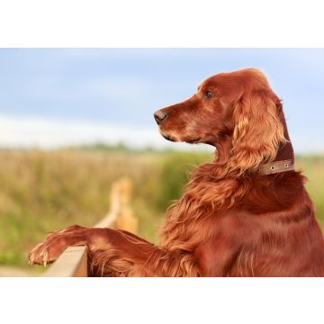 Lais Puzzle - Irischer Red Setter - 100, 200, 500 & 1.000 Teile