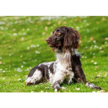 Lais Puzzle - Kleiner Münsterländer - 100, 200, 500 & 1.000 Teile