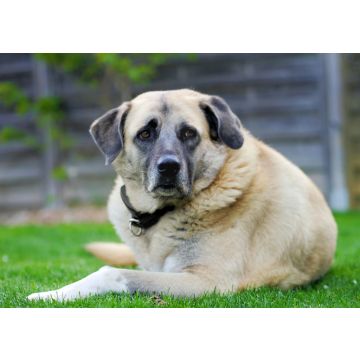 Lais Puzzle - Kangal - 100, 200, 500 & 1.000 Teile