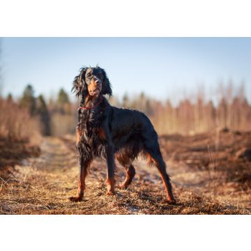 Lais Puzzle - Gordon Setter - 100, 200, 500 & 1.000 Teile