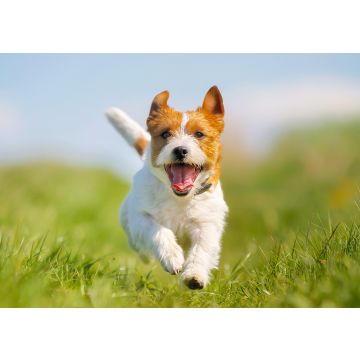 Lais Puzzle - Jack Russell Terrier - 100, 200, 500 & 1.000 Teile