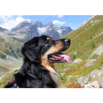 Lais Puzzle - Hovawart - 100, 200, 500 & 1.000 Teile