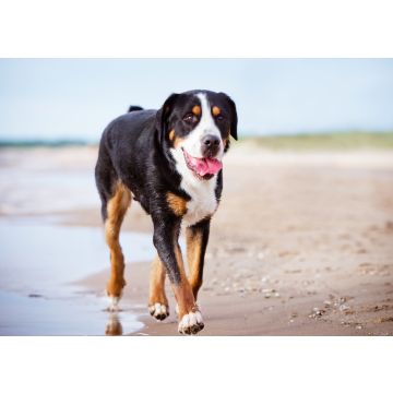 Lais Puzzle - Großer Schweizer Sennenhund - 100, 200, 500 & 1.000 Teile