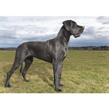 Lais Puzzle - Deutsche Dogge - 100, 200, 500 & 1.000 Teile