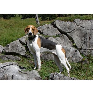 Lais Puzzle - Französischer Laufhund Dreifarbig - 100, 200, 500 & 1.000 Teile