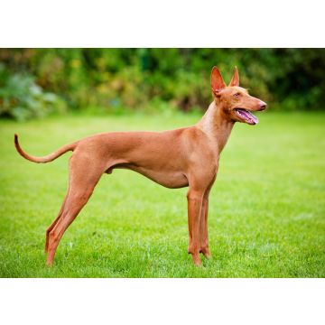 Lais Puzzle - Cirneco dell Etna - 100, 200, 500 & 1.000 Teile