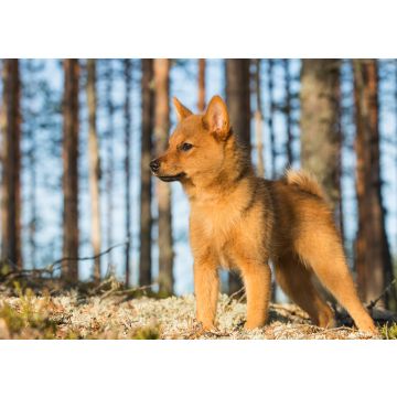 Lais Puzzle - Finnenspitz - 100, 200, 500 & 1.000 Teile
