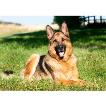 Lais Puzzle - Deutscher Schäferhund - 100, 200, 500 & 1.000 Teile