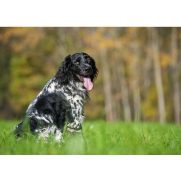 Lais Puzzle - Großer Münsterländer - 100, 200, 500 & 1.000 Teile