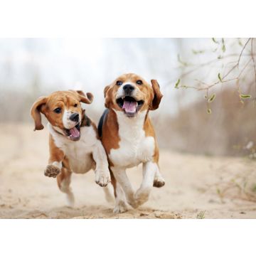 Lais Puzzle - Beagle - 100, 200, 500 & 1.000 Teile