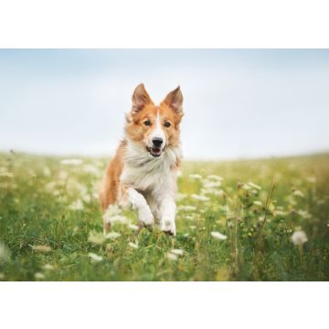 Lais Puzzle - Border Collie - 100, 200, 500 & 1.000 Teile