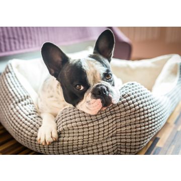 Lais Puzzle - Französische Bulldogge - 100, 200, 500 & 1.000 Teile