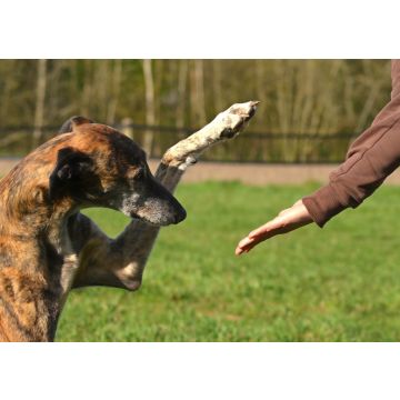Lais Puzzle - Galgo Espanol - 100, 200, 500 & 1.000 Teile