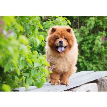 Lais Puzzle - Chow-Chow - 100, 200, 500 & 1.000 Teile
