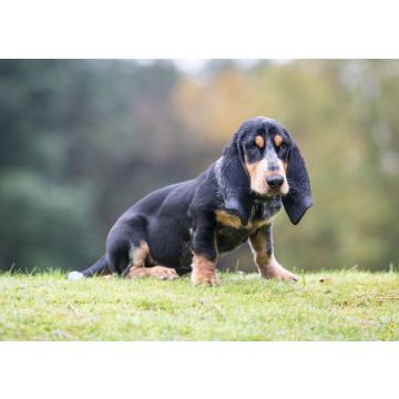 Lais Puzzle - Basset Bleu de Gascogne - 100, 200, 500 & 1.000 Teile