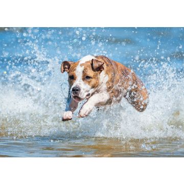 Lais Puzzle - American Staffordshire Terrier - 100, 200, 500 & 1.000 Teile