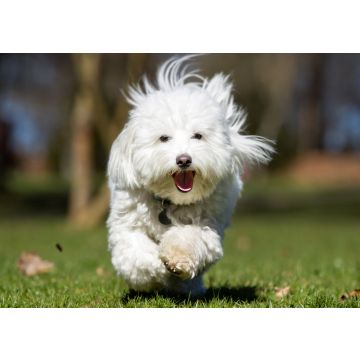 Lais Puzzle - Coton de Tulear - 100, 200, 500 & 1.000 Teile