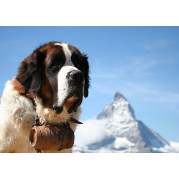 Lais Puzzle - Bernhardiner mit Matterhorn - 100, 200, 500 & 1.000 Teile