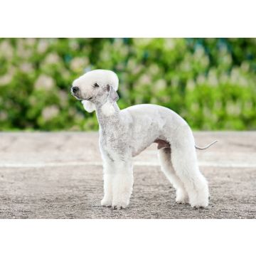 Lais Puzzle - Bedlington Terrier - 100, 200, 500 & 1.000 Teile