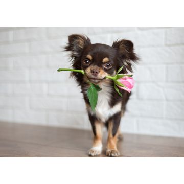 Lais Puzzle - Chihuahua - 100, 200, 500 & 1.000 Teile