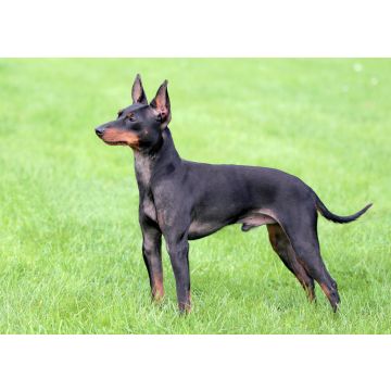 Lais Puzzle - English Toy Terrier - 100, 200, 500 & 1.000 Teile