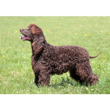Lais Puzzle - Irish Water Spaniel - 100, 200, 500 & 1.000 Teile
