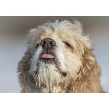 Lais Puzzle - Amerikanischer Cocker Spaniel - 100, 200, 500 & 1.000 Teile